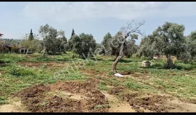 Aydın Kardeşköy'de 11.300 M² Satılık Tarla