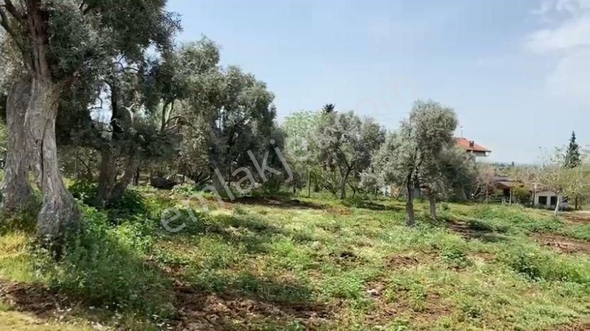 Aydın Kardeşköy'de 11.300 M² Satılık Tarla - Görsel 4