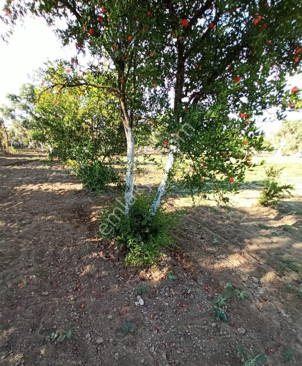 Aydın Kardeşköy'de 11.300 M² Satılık Tarla - Görsel 3