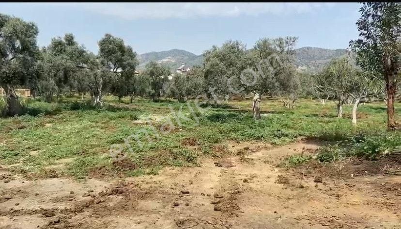 Aydın Kardeşköy'de 11.300 M² Satılık Tarla - Görsel 5