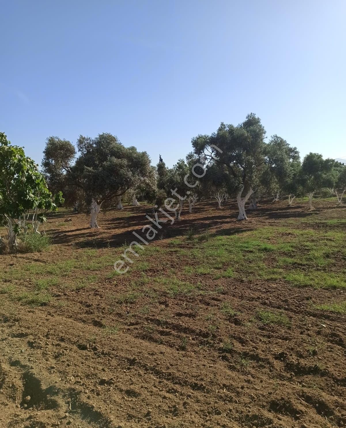 Aydın Kardeşköy'de 11.300 M² Satılık Tarla - Görsel 2