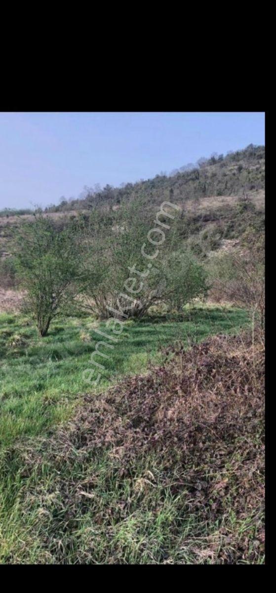 1280m Düz Denize 3.km Etrafı Fındık Bahcesi Dere Cepheli Suyuvar