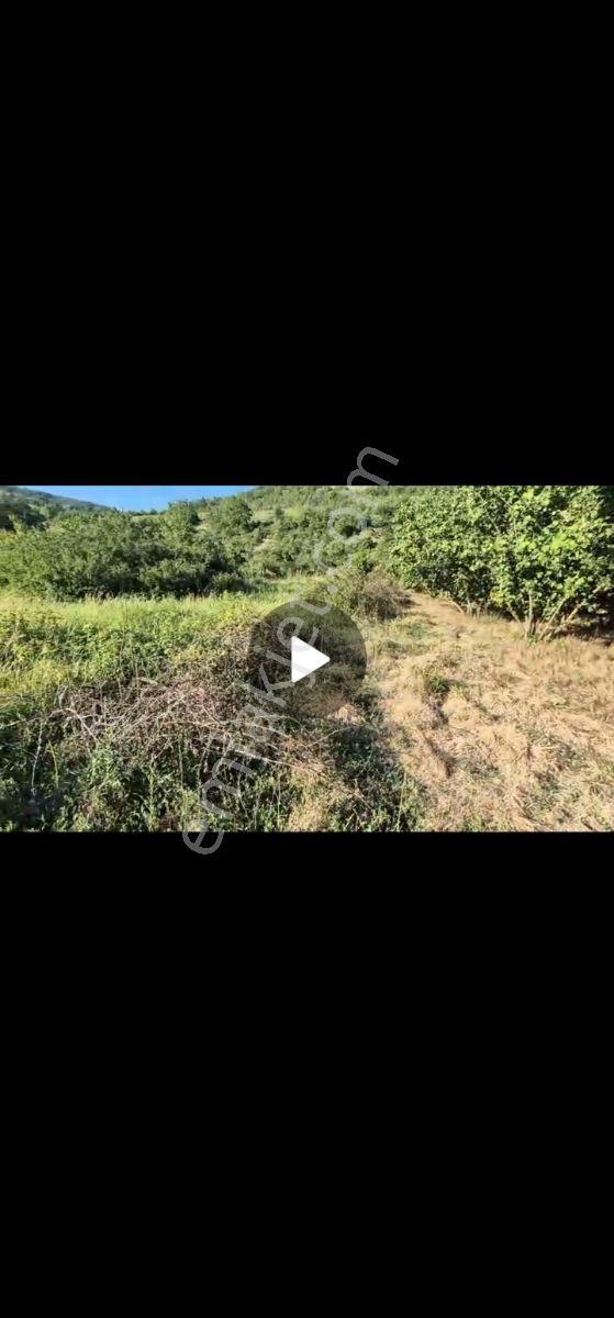 1280m Düz Denize 3.km Etrafı Fındık Bahcesi Dere Cepheli Suyuvar - Görsel 11