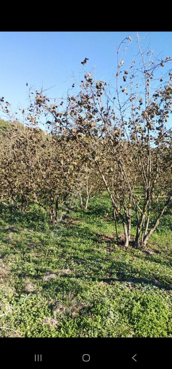 1280m Düz Denize 3.km Etrafı Fındık Bahcesi Dere Cepheli Suyuvar - Görsel 33