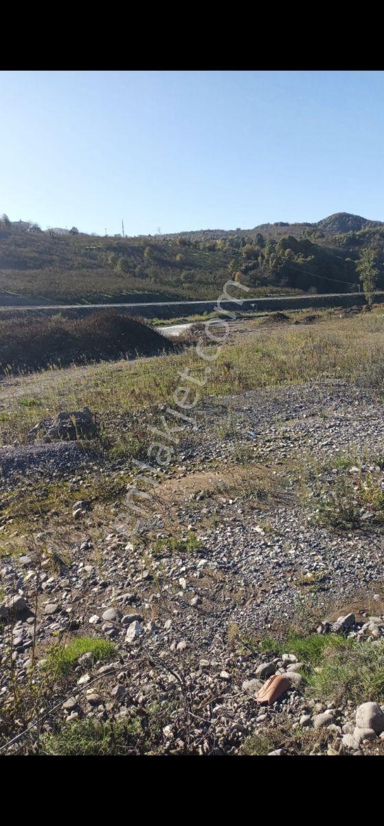 1280m Düz Denize 3.km Etrafı Fındık Bahcesi Dere Cepheli Suyuvar - Görsel 8