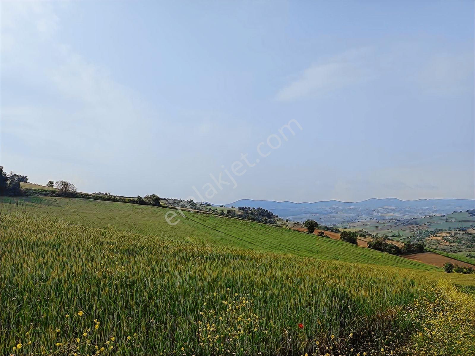 11 Dönüm Çelebide Yola Cephe Tarla - Görsel 7