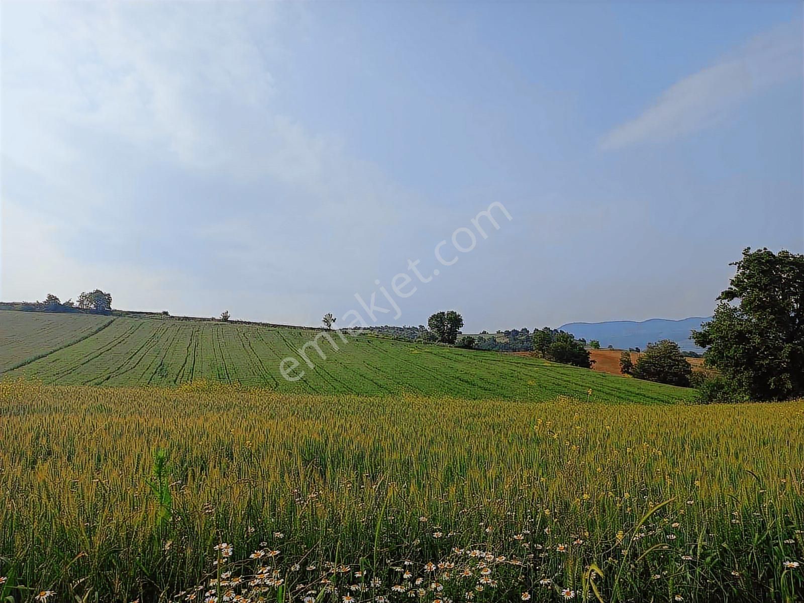 11 Dönüm Çelebide Yola Cephe Tarla - Görsel 9