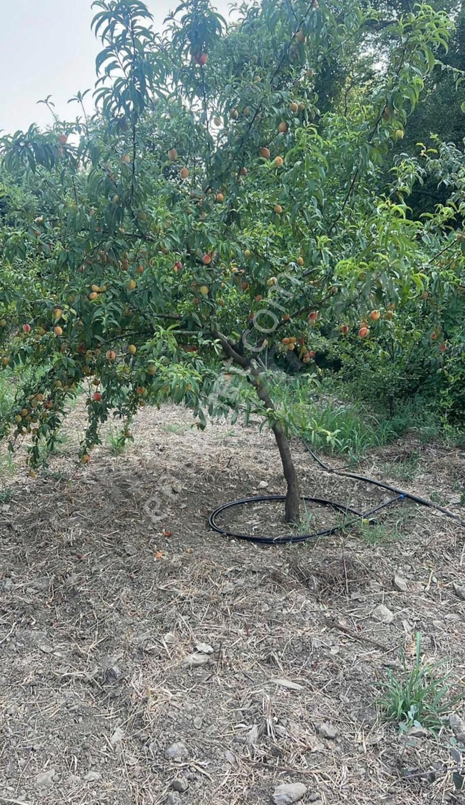 Alanya Sapaderede Bulunan 3.528 M2 Kurulu Düzen Tarla - Görsel 9