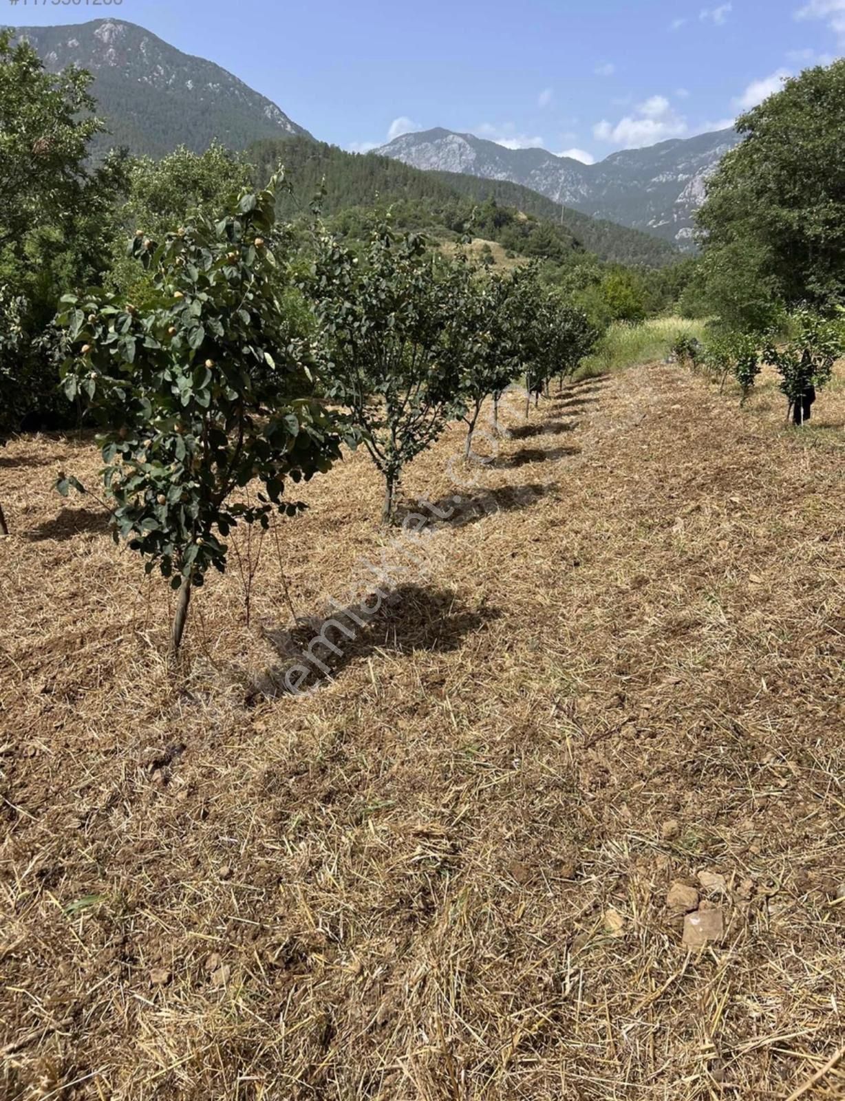 Alanya Sapaderede Bulunan 3.528 M2 Kurulu Düzen Tarla - Görsel 13