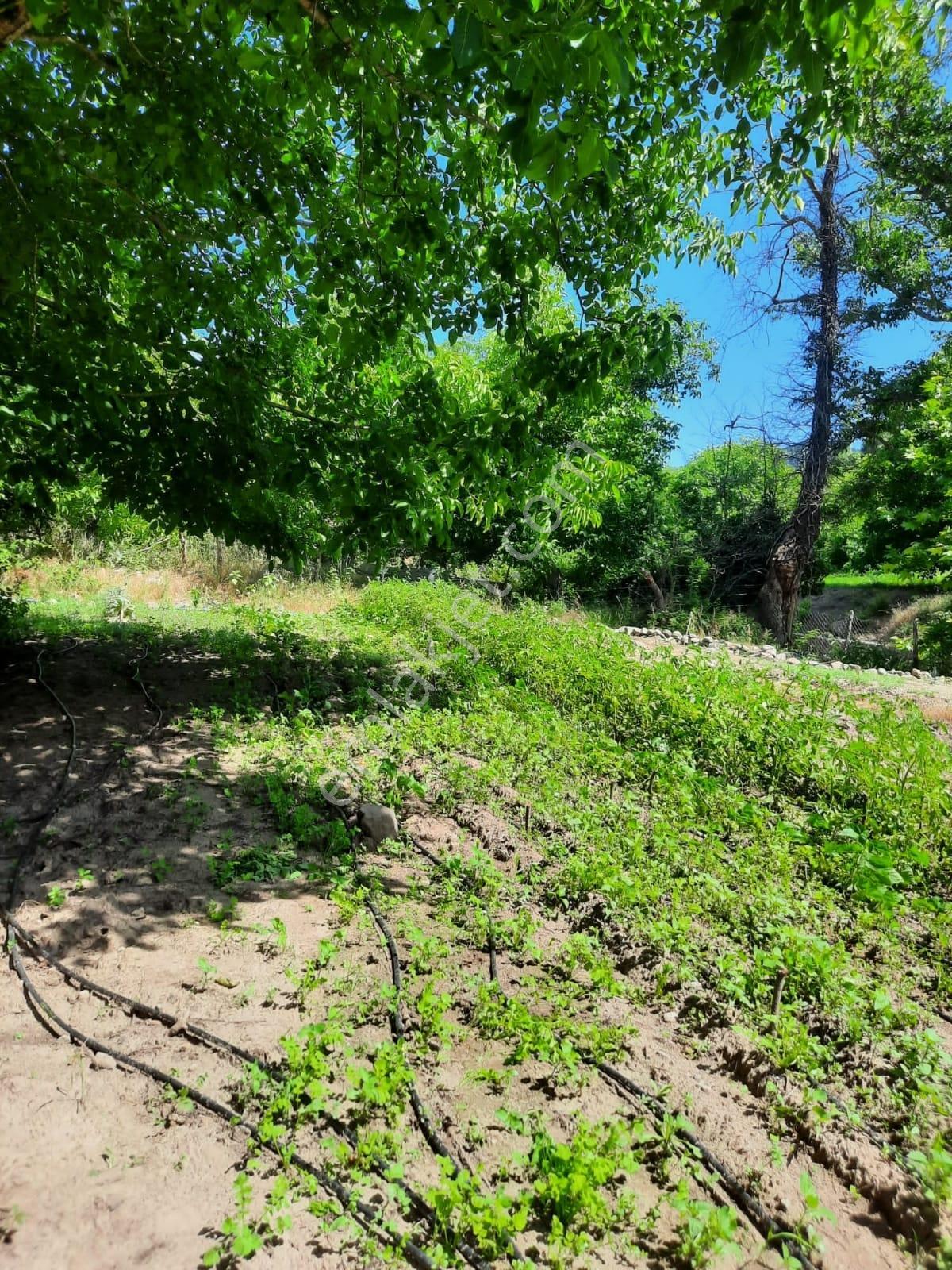 Tamer'dn Acil Satılık Çakırdere Mah.780m2 Su Kenarı Hobi Bahçesi - Görsel 15