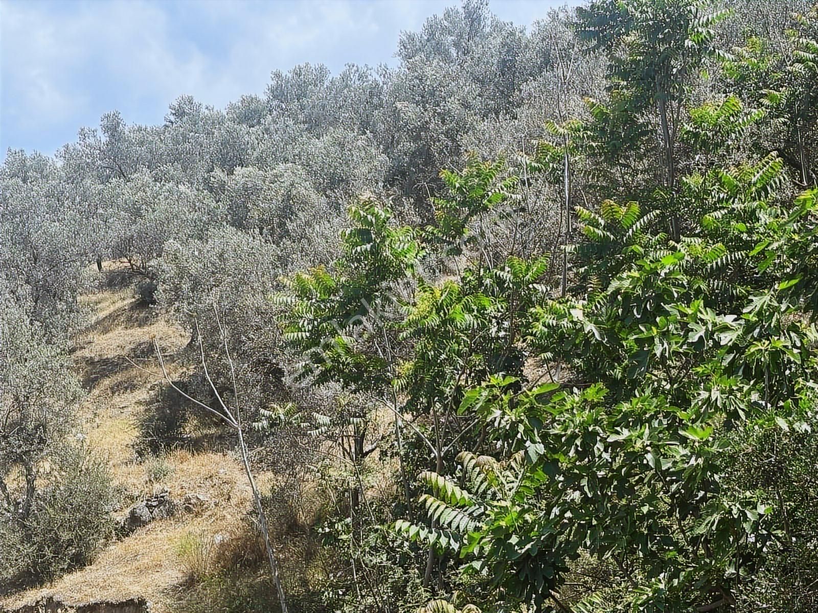 Edremit Yolören'de İmara Çok Yakın Satılık Zeytinlik - Görsel 14