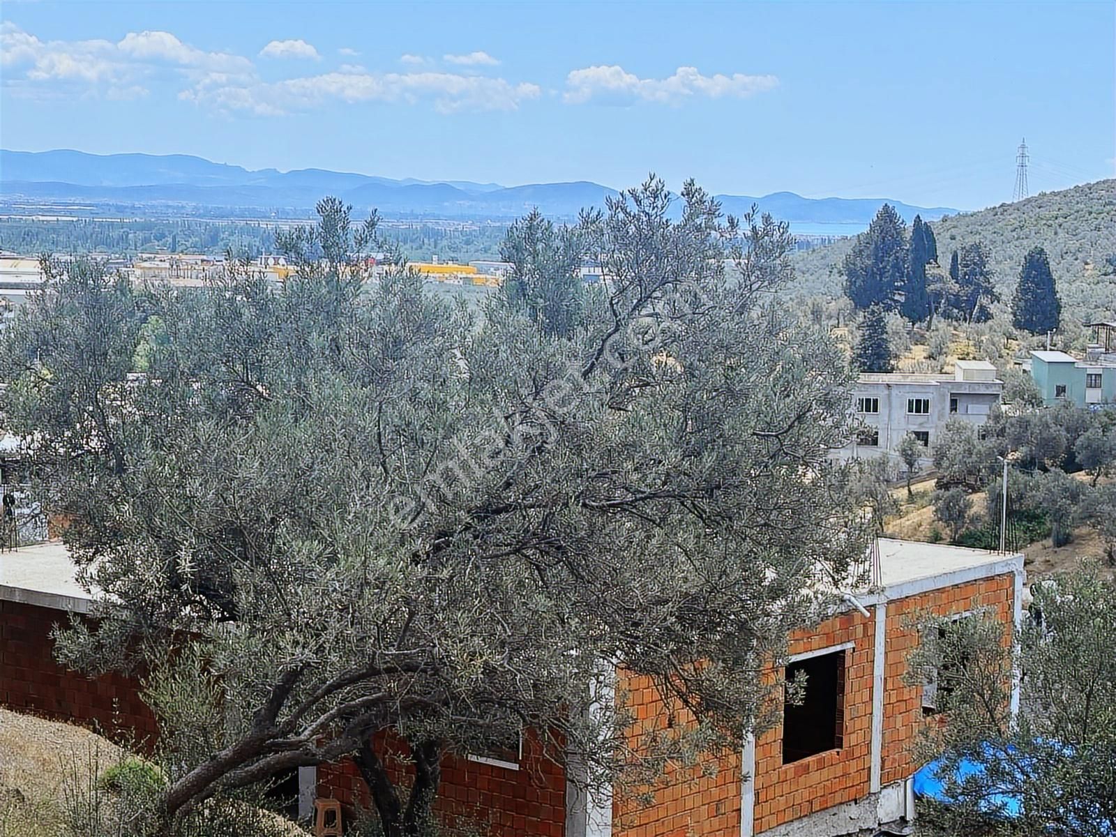 Edremit Yolören'de İmara Çok Yakın Satılık Zeytinlik - Görsel 19