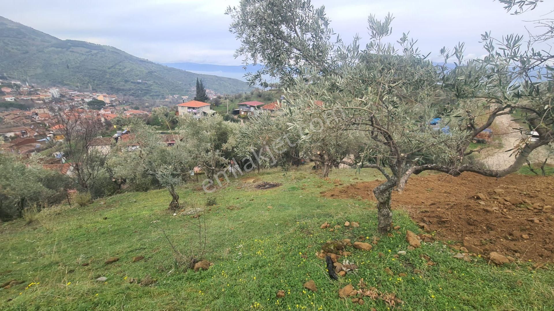 Antika Gayrimenkul'den Bademli De Satılık 326 M2 İmarlı Arsa - Görsel 20