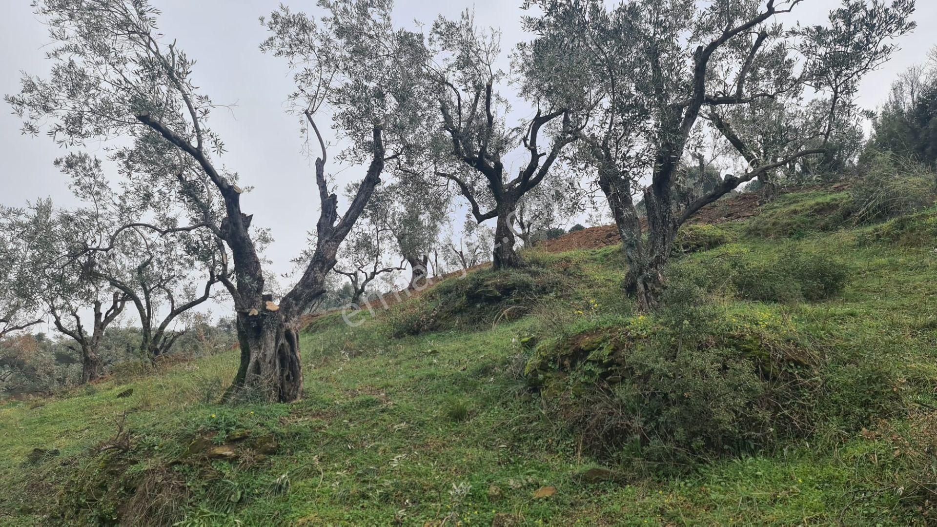 Antika Gayrimenkul'den Bademli De Satılık 326 M2 İmarlı Arsa - Görsel 15