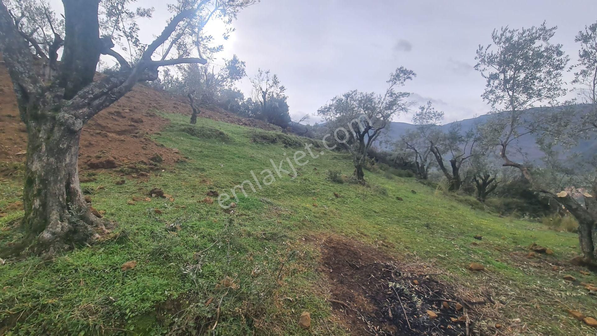 Antika Gayrimenkul'den Bademli De Satılık 326 M2 İmarlı Arsa - Görsel 18