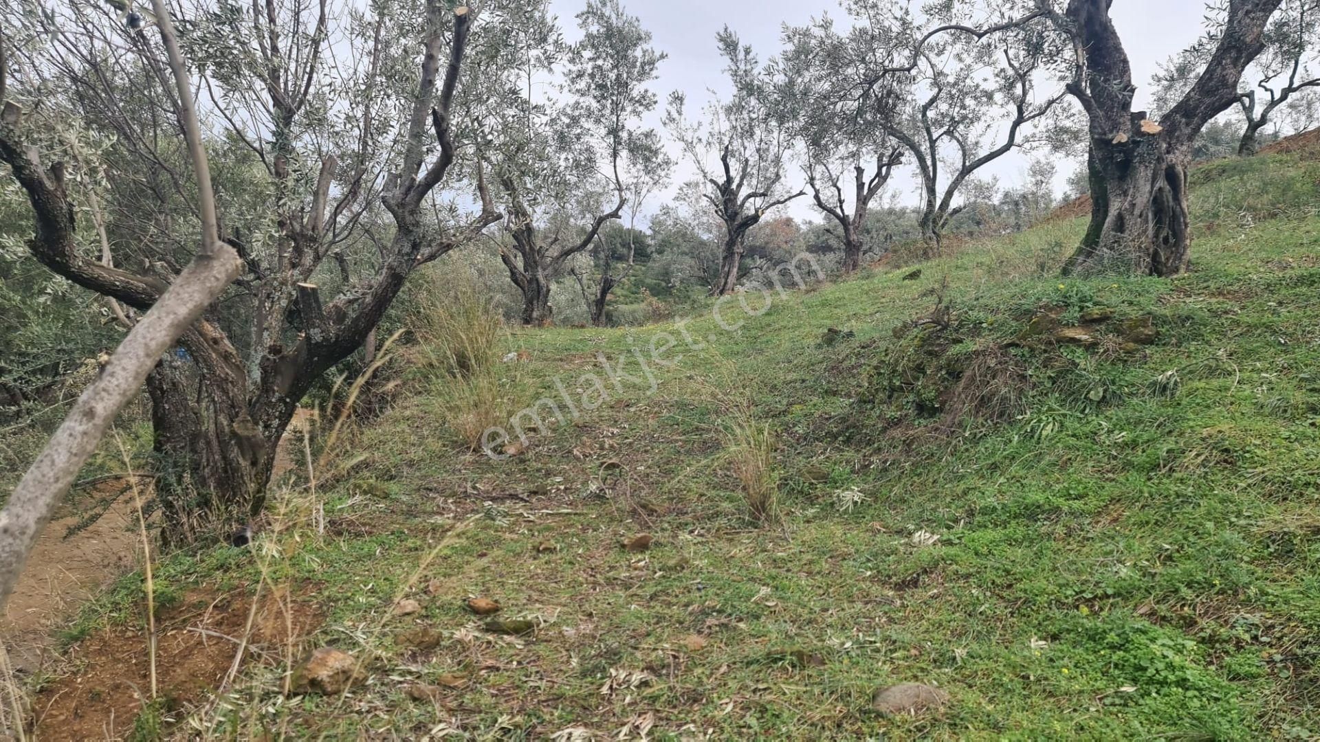 Antika Gayrimenkul'den Bademli De Satılık 326 M2 İmarlı Arsa - Görsel 16