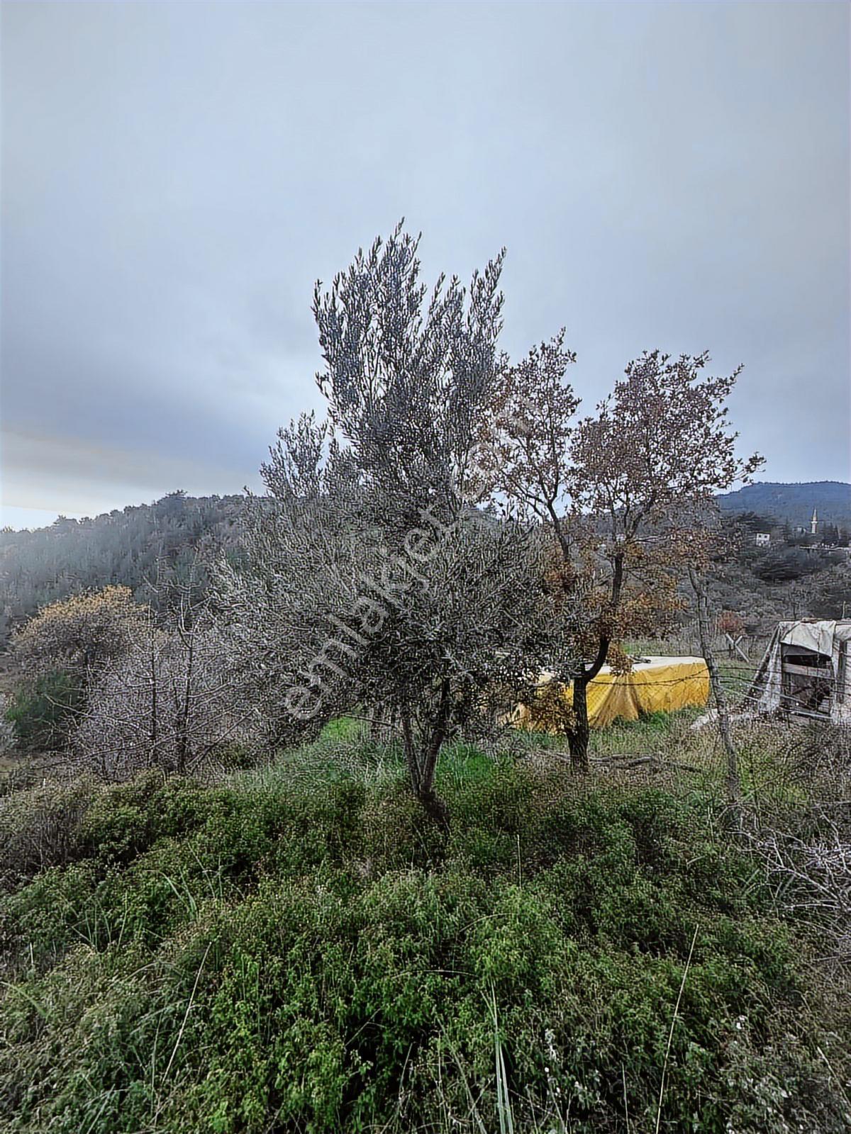 Tamer'den Çetmibaşında Doğa Ve Deniz Manzaralı Satılık Tarla - Görsel 9