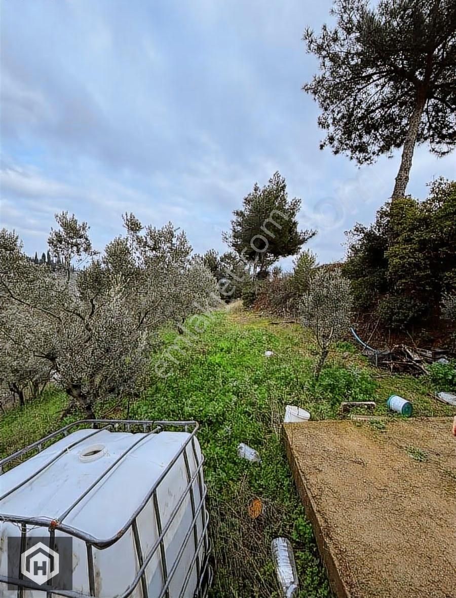 Bursa Mudanya Işıklı Mh Satılık 712mt2 Köye Yakın Zeytinlik - Görsel 7