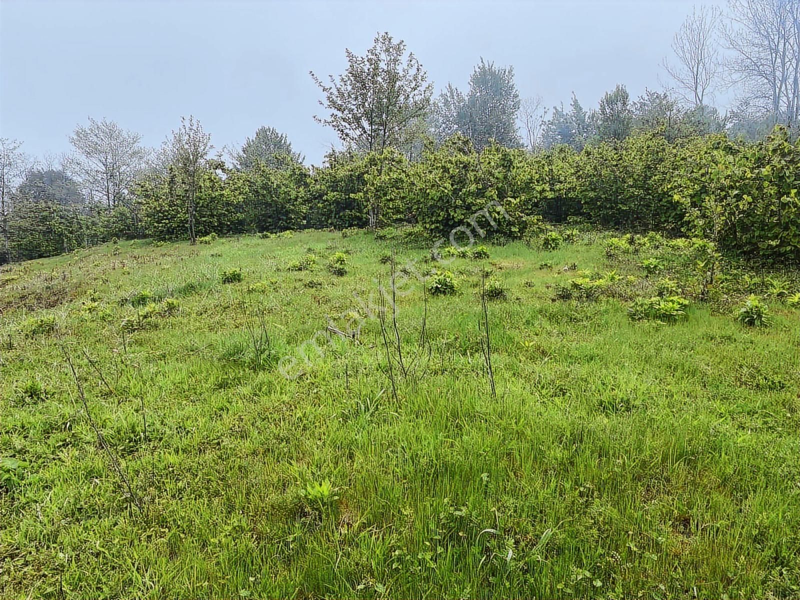 Tepe Gayrimenkulden Pesembe Caytepede Satilik Findik Bahcesi - Görsel 14