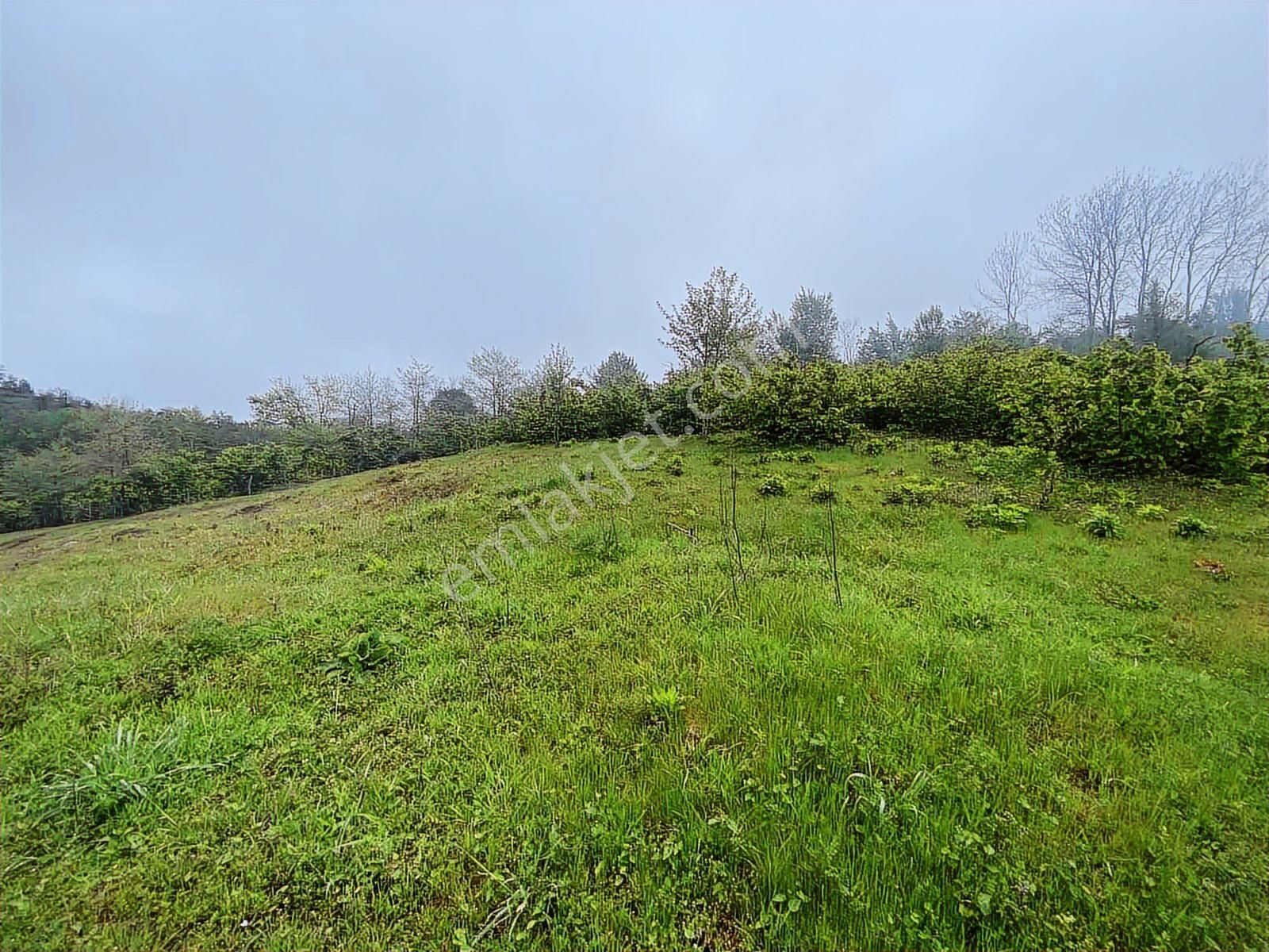 Tepe Gayrimenkulden Pesembe Caytepede Satilik Findik Bahcesi - Görsel 7