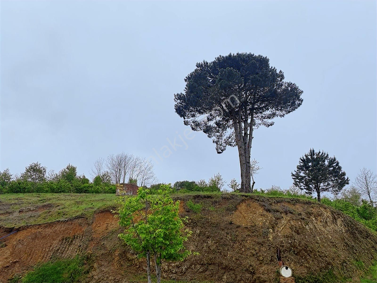 Tepe Gayrimenkulden Pesembe Caytepede Satilik Findik Bahcesi - Görsel 2