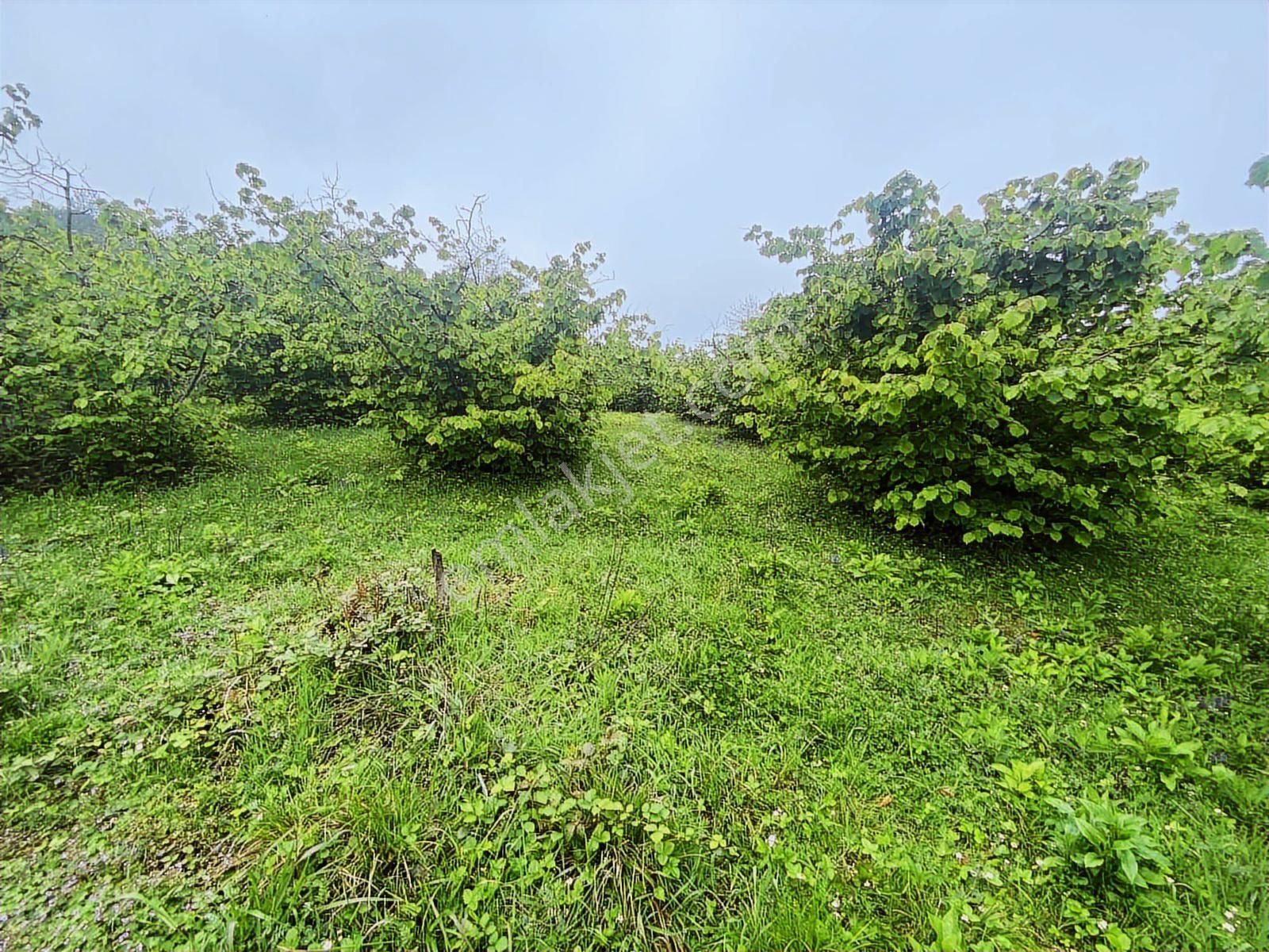Tepe Gayrimenkulden Pesembe Caytepede Satilik Findik Bahcesi - Görsel 9