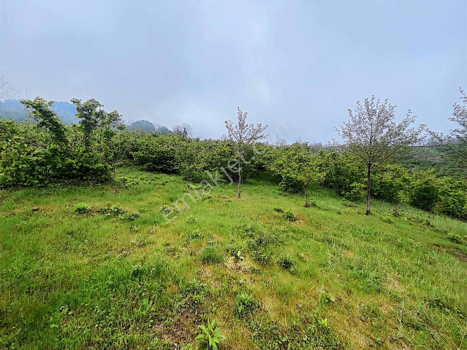 Tepe Gayrimenkulden Pesembe Caytepede Satilik Findik Bahcesi - Görsel 16