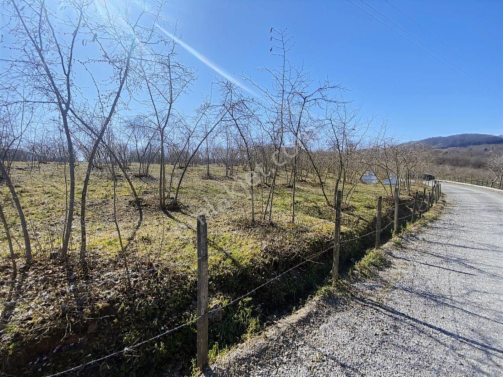 Ulubey Findikli Mah De Satilik Findik Bahcesi - Görsel 14