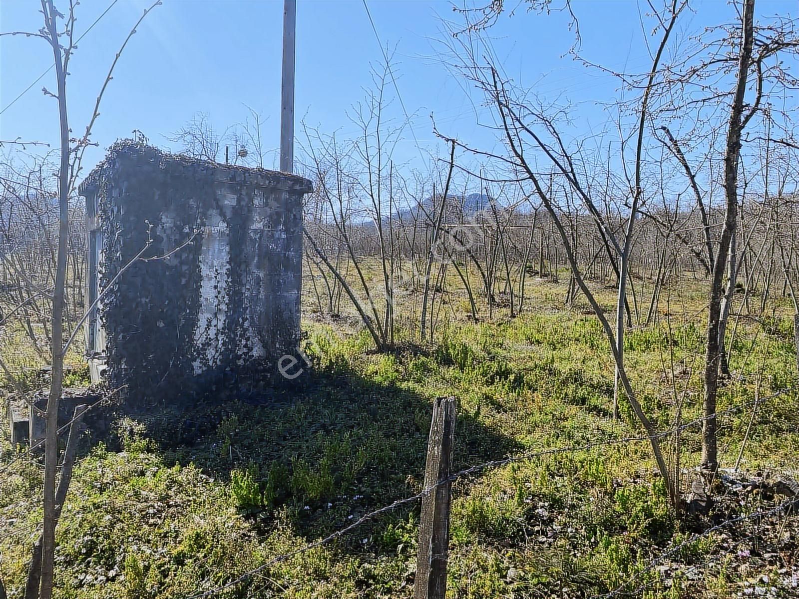 Ulubey Findikli Mah De Satilik Findik Bahcesi - Görsel 6