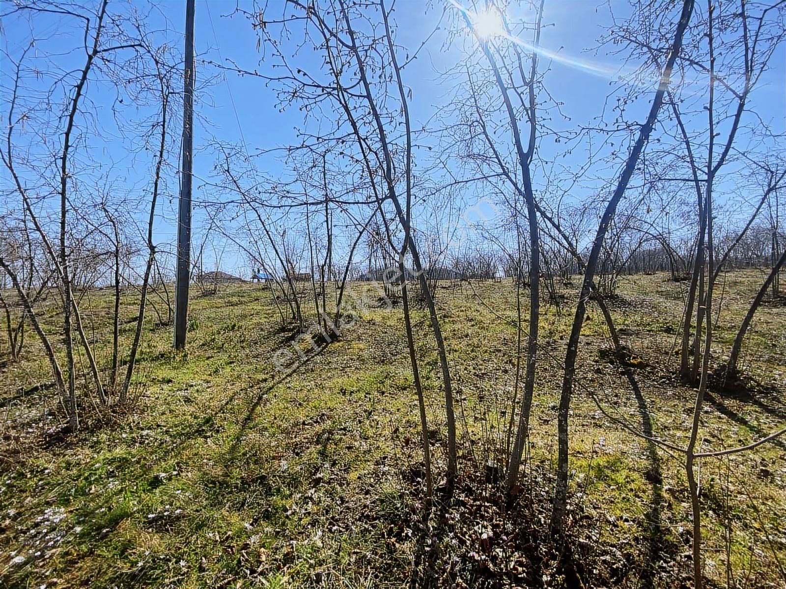 Ulubey Findikli Mah De Satilik Findik Bahcesi - Görsel 9