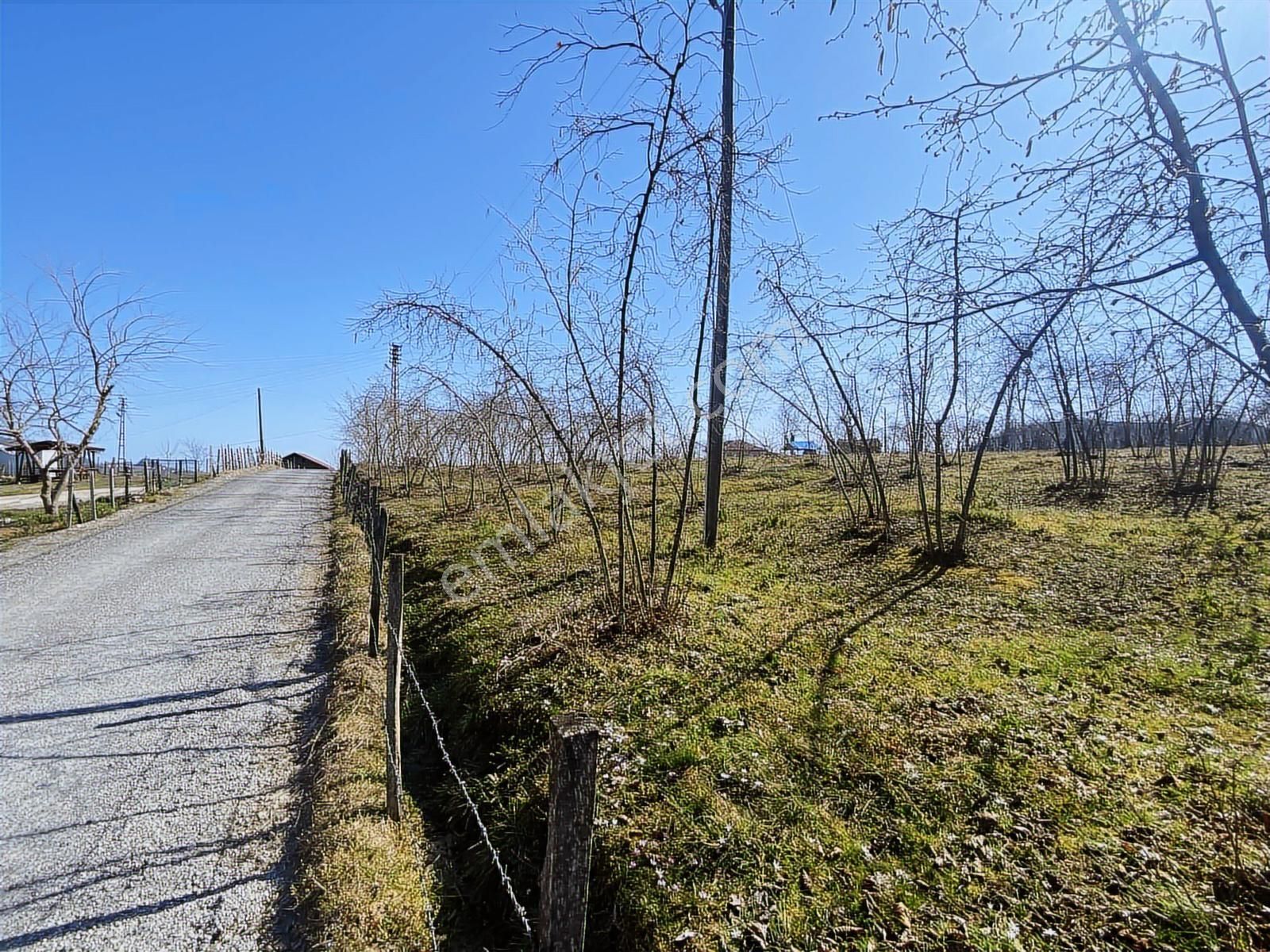 Ulubey Findikli Mah De Satilik Findik Bahcesi - Görsel 15