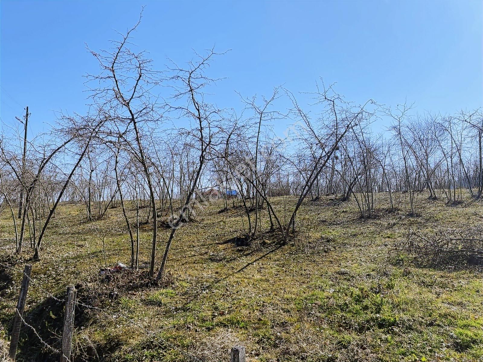 Ulubey Findikli Mah De Satilik Findik Bahcesi - Görsel 11