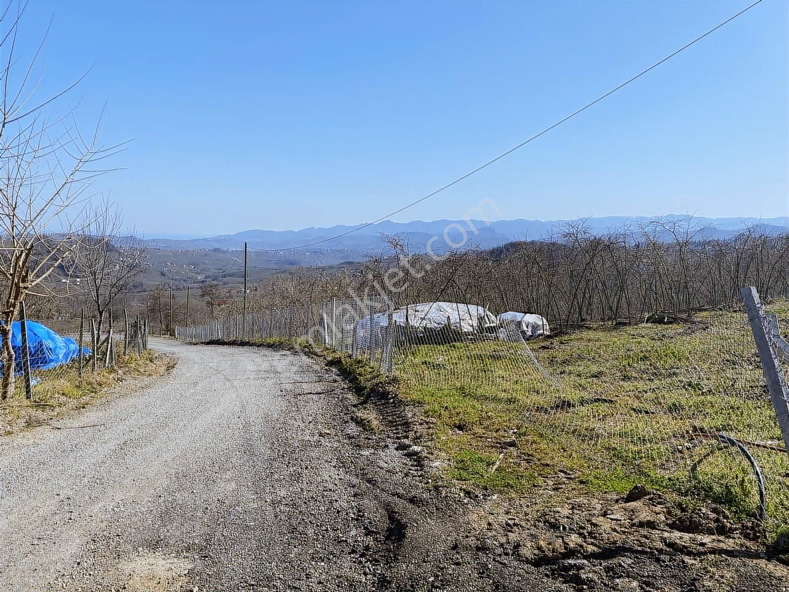 Ulubey Findikli Mah De Satilik Findik Bahcesi - Görsel 5
