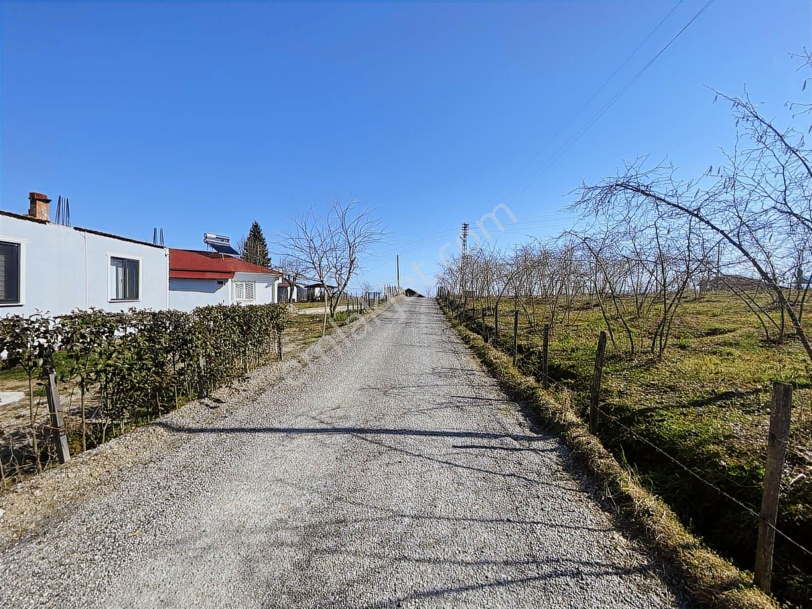 Ulubey Findikli Mah De Satilik Findik Bahcesi - Görsel 12