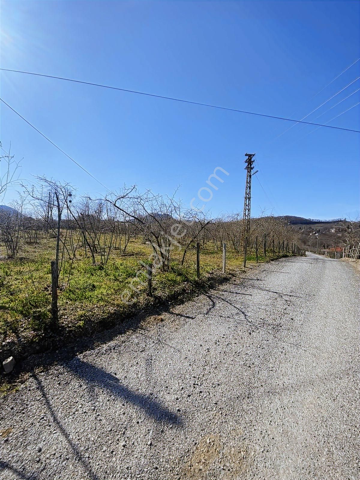 Ulubey Findikli Mah De Satilik Findik Bahcesi - Görsel 16