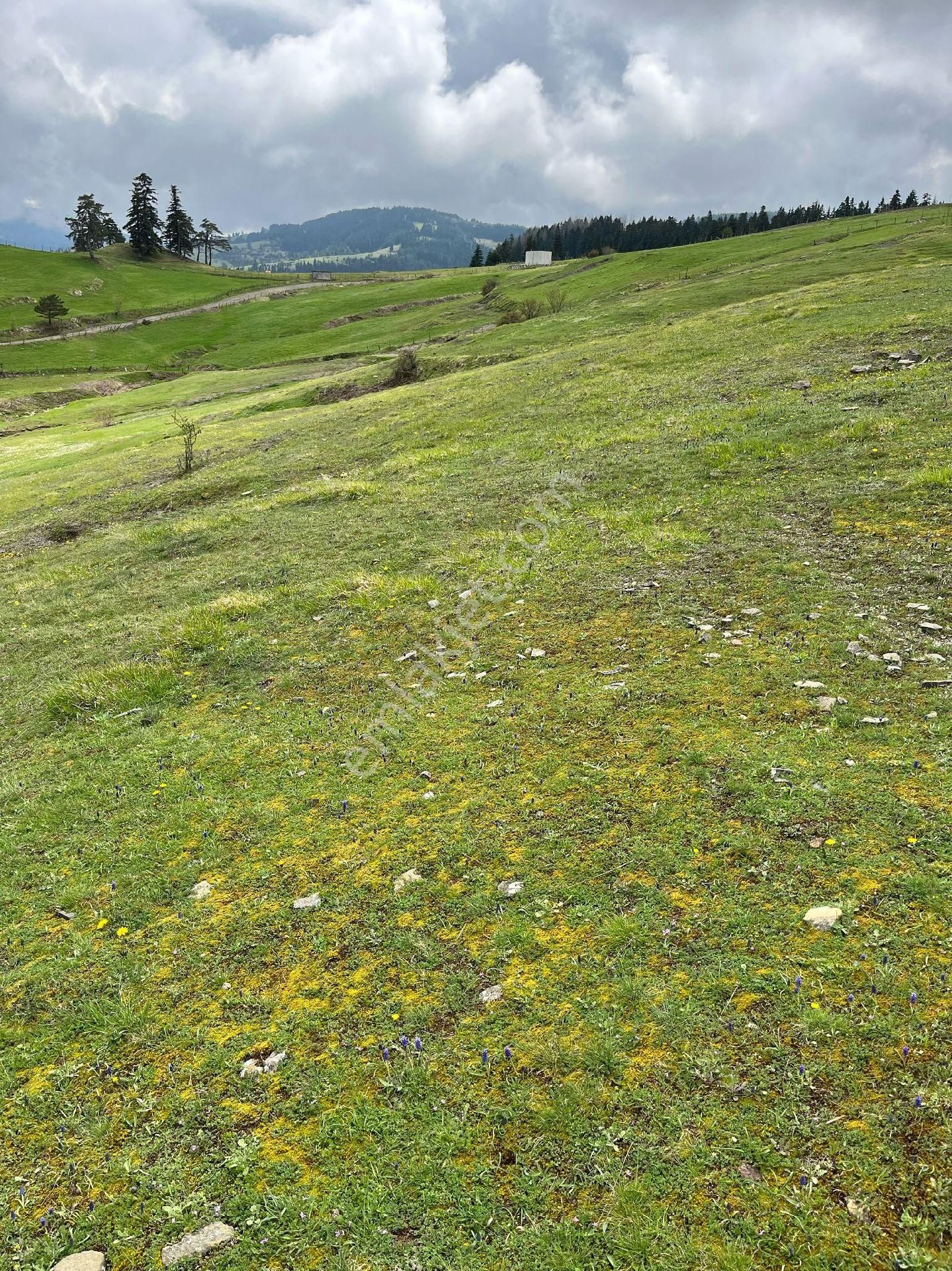 Yıldız Gayrimenkul'den Ev Yapımına Müsait Manzaralı 2500 M² Tarla - Görsel 11
