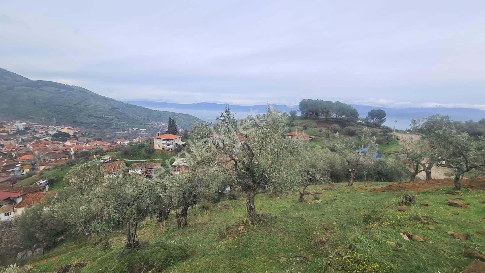 Antika Gayrimenkul'den Bademli De Satılık 326 M2 İmarlı Arsa - Görsel 26