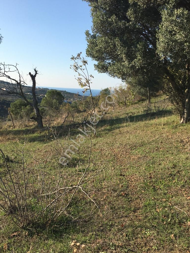 Şile Karacaköyde Deniz Manzaralı %30 İmarlı 1305m2 Satılık Arsa