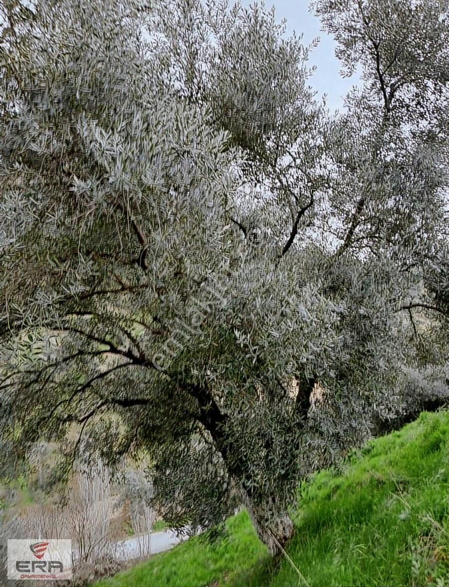 Era,dan Umurlu Sarıçamda Satılık Zeytinlik - Görsel 2