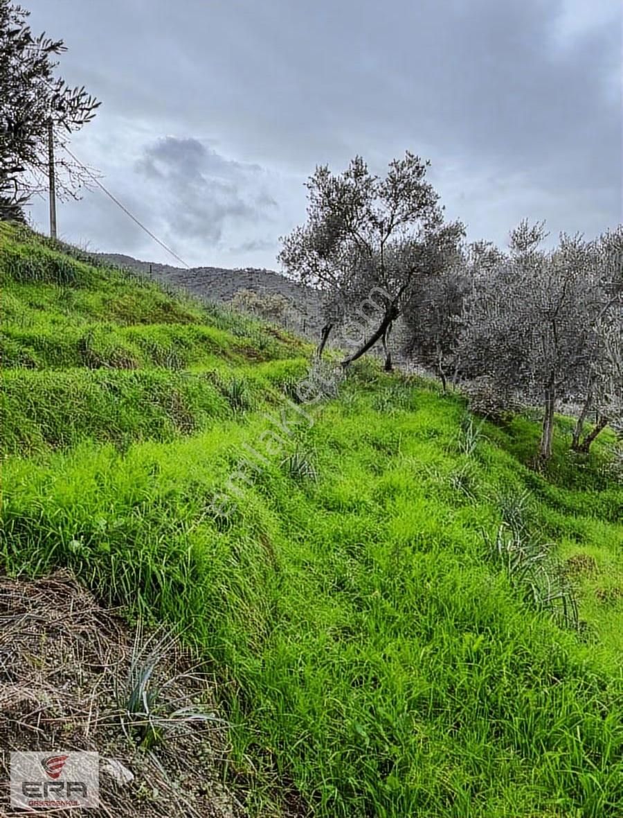 Era,dan Umurlu Sarıçamda Satılık Zeytinlik - Görsel 7