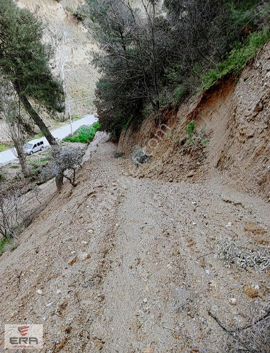 Era,dan Umurlu Sarıçamda Satılık Zeytinlik - Görsel 6