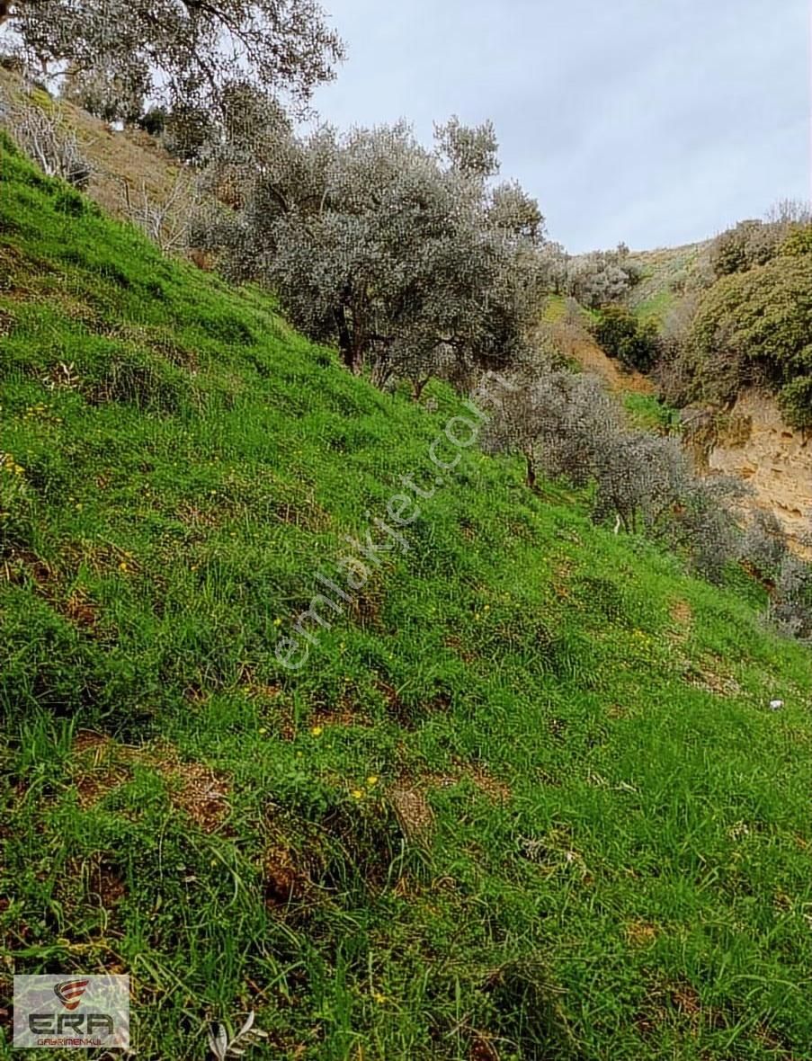 Era,dan Umurlu Sarıçamda Satılık Zeytinlik - Görsel 8
