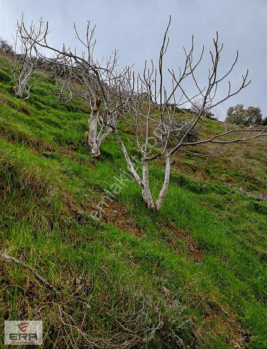 Era,dan Umurlu Sarıçamda Satılık Zeytinlik - Görsel 5
