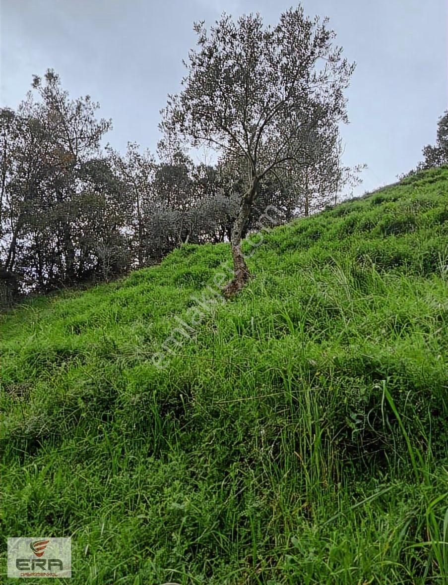 Era,dan Umurlu Sarıçamda Satılık Zeytinlik
