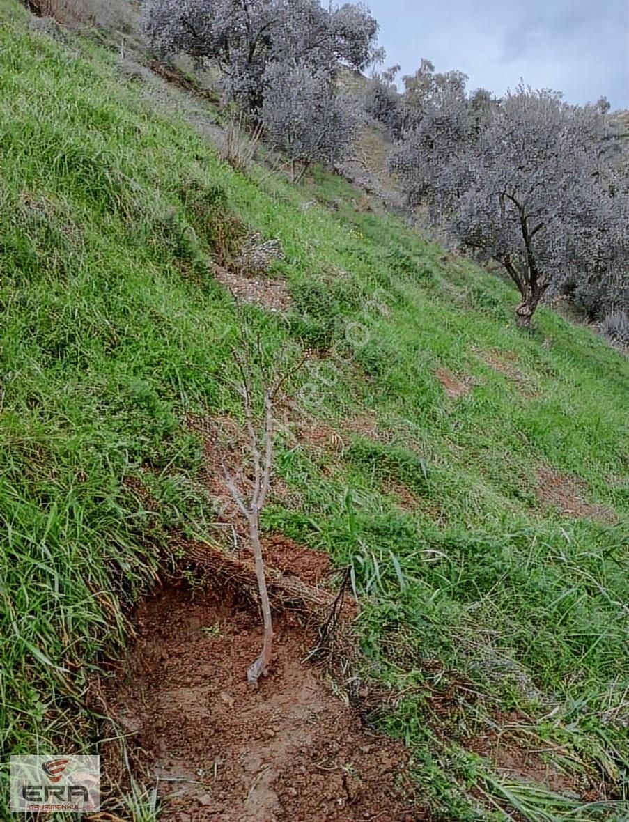 Era,dan Umurlu Sarıçamda Satılık Zeytinlik - Görsel 9