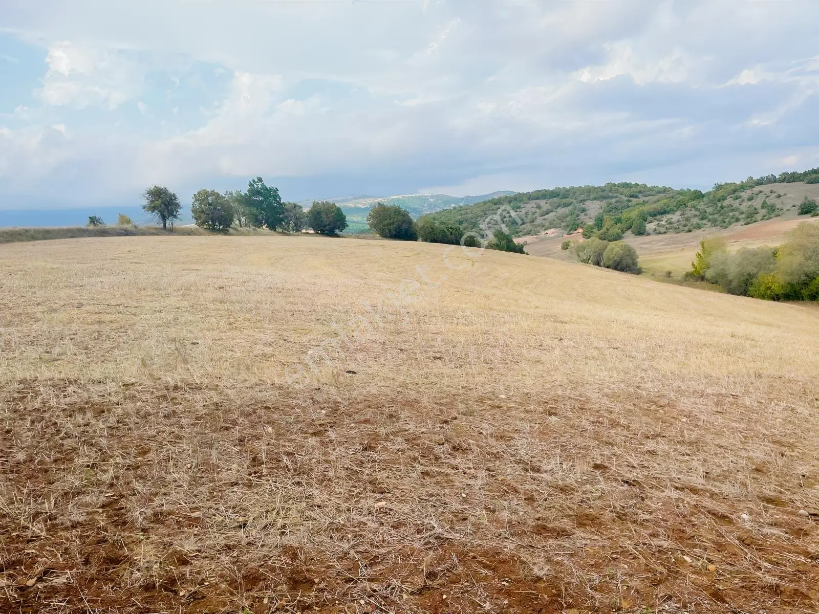 Tekneli Köyü Yolunda 20300m2 Tek Tapulu Satılık Tarımsal Arazi