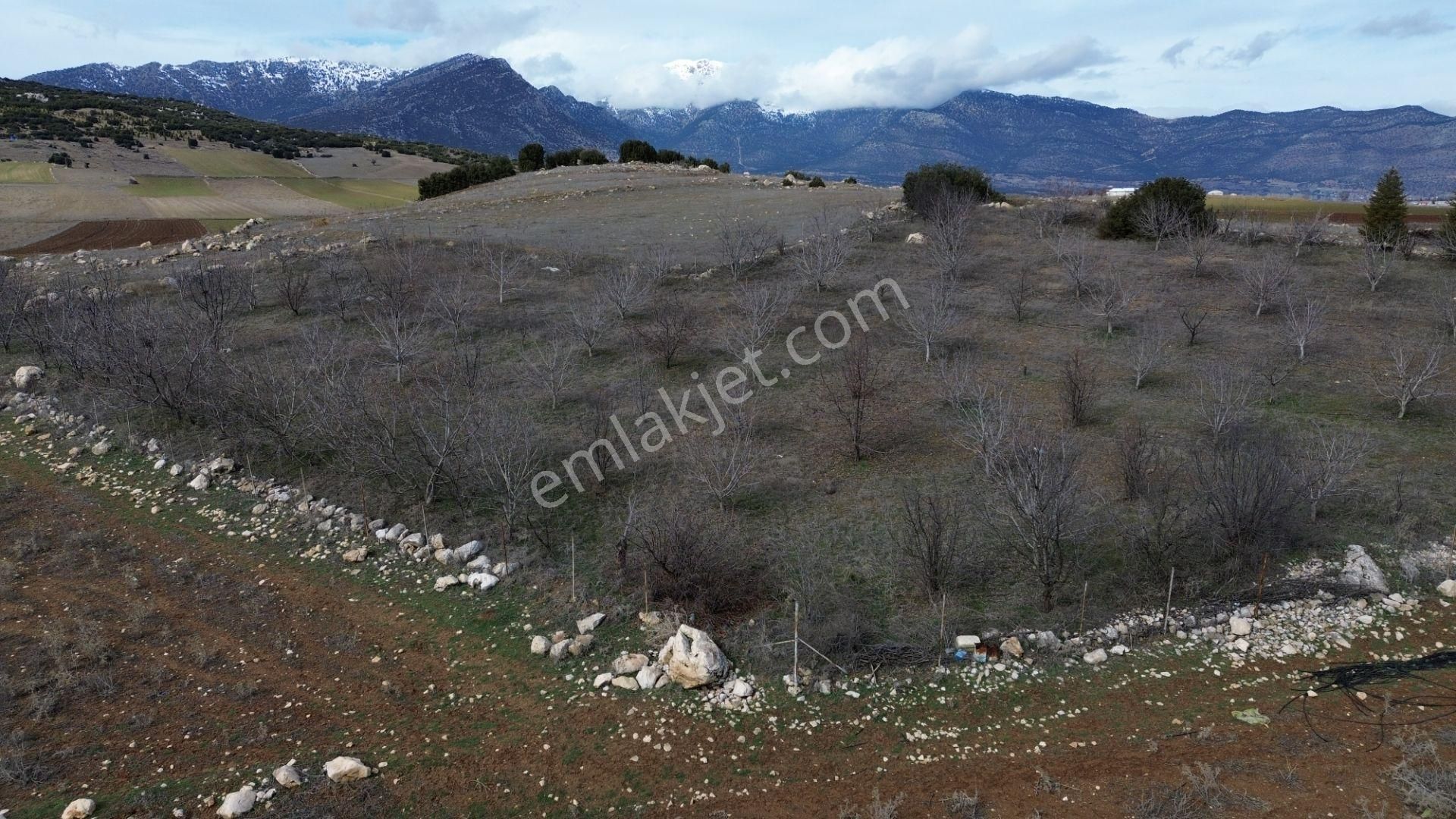 Vip Gayrimenkul'den Kışla Mah. 4.160m² Ceviz Bahçesi - Görsel 8