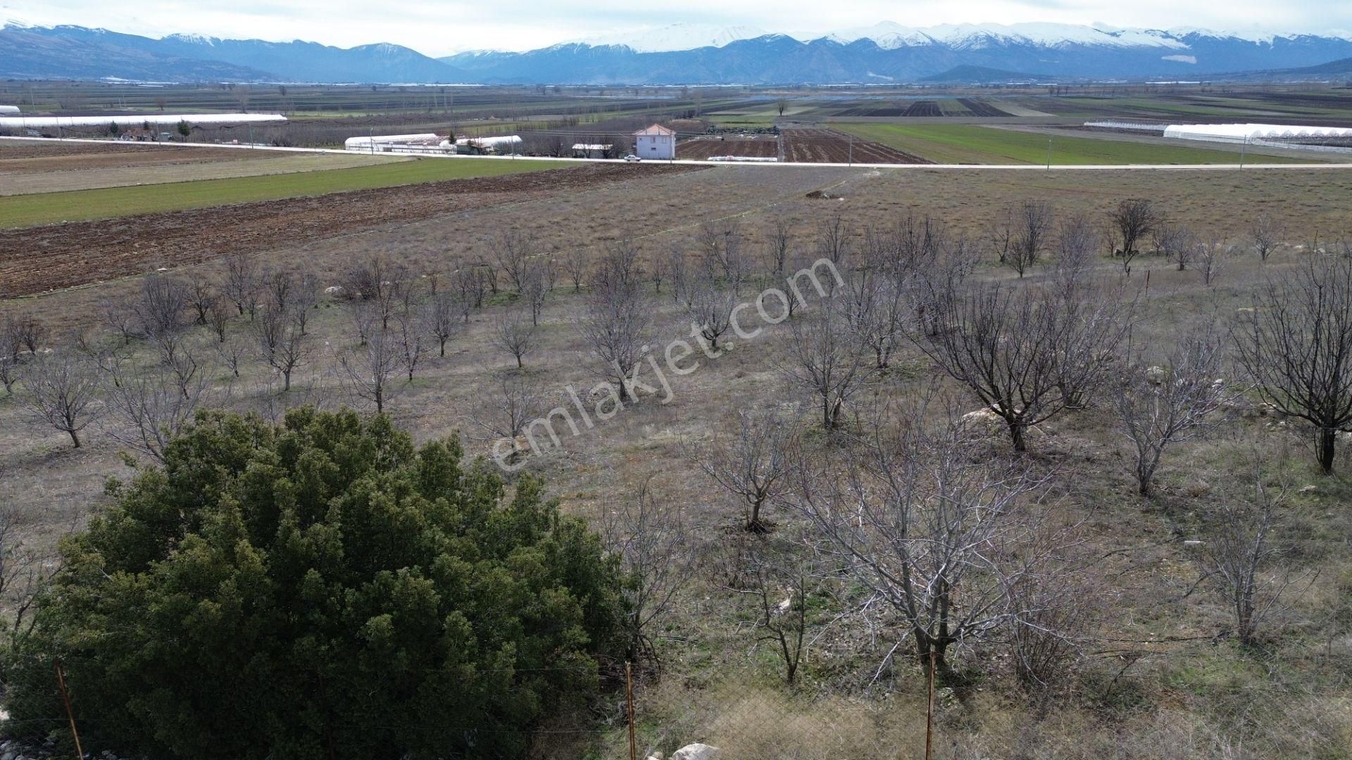 Vip Gayrimenkul'den Kışla Mah. 4.160m² Ceviz Bahçesi - Görsel 11