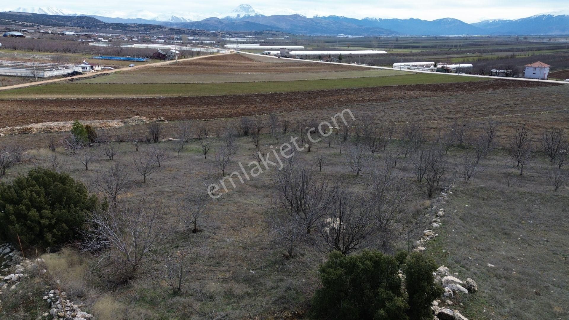 Vip Gayrimenkul'den Kışla Mah. 4.160m² Ceviz Bahçesi - Görsel 12