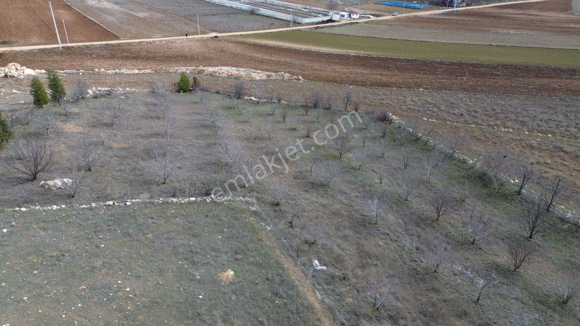 Vip Gayrimenkul'den Kışla Mah. 4.160m² Ceviz Bahçesi - Görsel 13